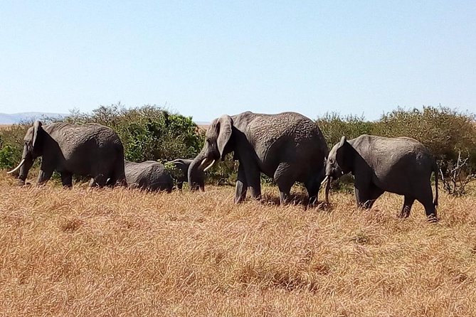 Olpejeta conservancy Day tour - Guides who add value to the drive