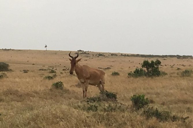 Olpejeta conservancy Day tour - Who will enjoy this Ol Pejeta day trip?