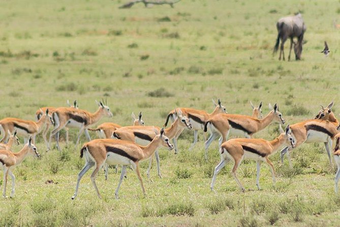 Olpejeta, Lake Naivasha, Masai Mara 5 Days Private Kenya Jeep tour - Day 2: Thomson’s Falls, Lake Naivasha, and Crescent Island