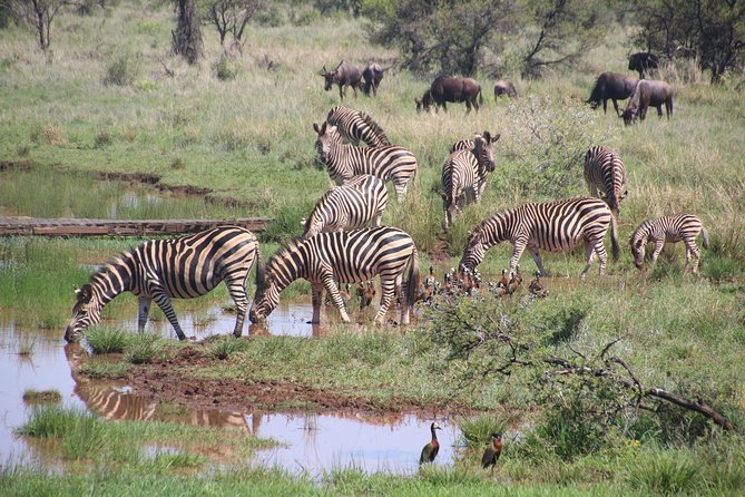 Olpejeta, Lake Naivasha, Masai Mara 5 Days Private Kenya Jeep tour - What the $2,880 price includes in practical terms