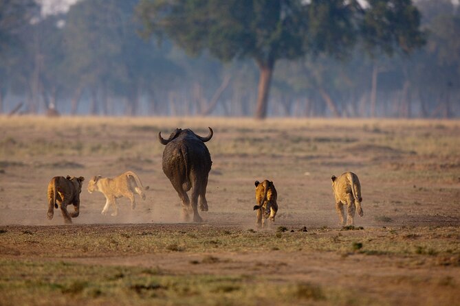 One Day Tour to Maasai Mara Game reserve from Nairobi - The 1:00pm Picnic Lunch