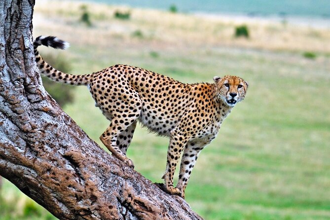 One Day Tour to Maasai Mara Game reserve from Nairobi - The Ride Back to Nairobi