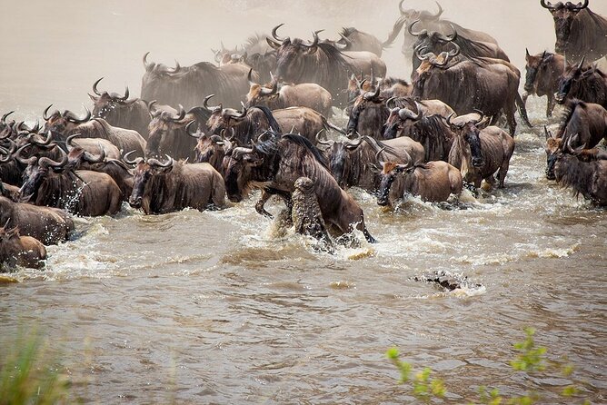 One Day Tour to Maasai Mara Game reserve from Nairobi - What the $270 Includes