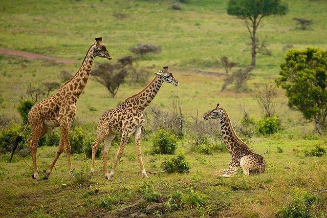 One Day Tour to Maasai Mara Game reserve from Nairobi - 5:00am Pickup From Nairobi