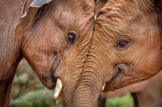 One Night (Mid-range) Amboseli National Park Safari - The afternoon game drive in Amboseli