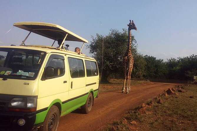 One Night (Mid-range) Amboseli National Park Safari - Arriving at Kibo Safari Camp around noon