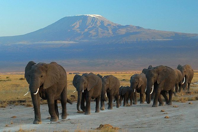 Overnight Amboseli National Park Safari from Nairobi - Key points at a glance