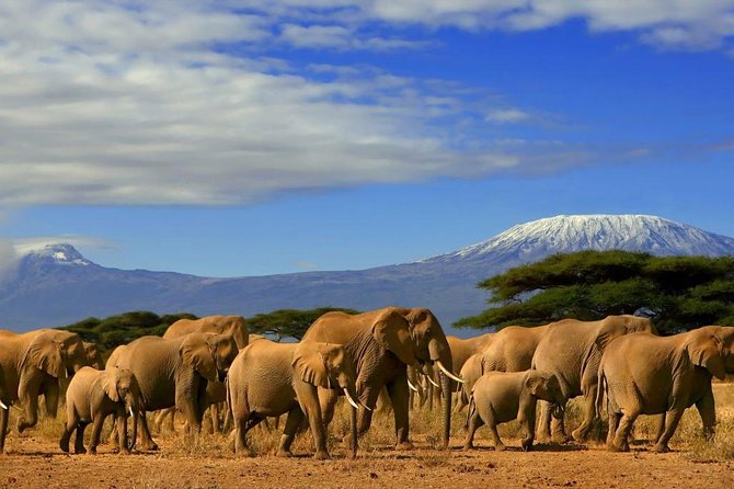 Overnight Amboseli National Park Safari from Nairobi - Leaving Nairobi at 7:00 a.m.