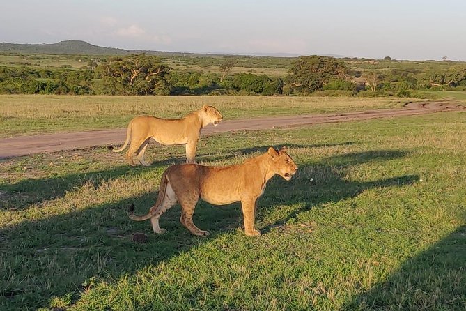Overnight Amboseli National Park Safari from Nairobi - Early game viewing and Observation Hill