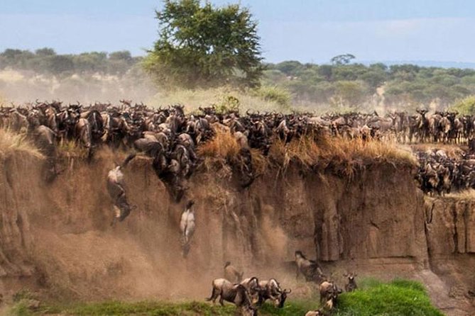 Overnight Maasai Mara Private Safari From Nairobi - Key points to know before you book