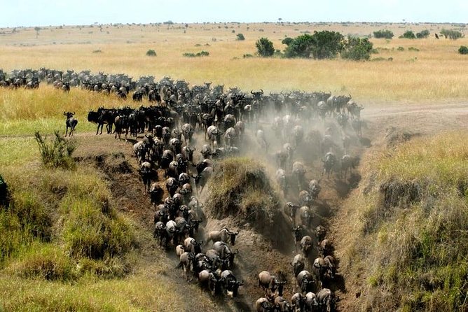 Overnight Maasai Mara Private Safari From Nairobi - Why this two-day Mara trip works