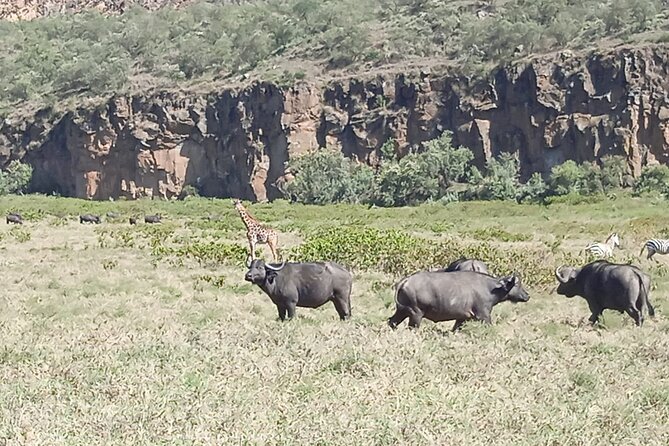 Overnight Mount Longonot and Hells Gate National Park From Nairobi - What the $409 cost really covers