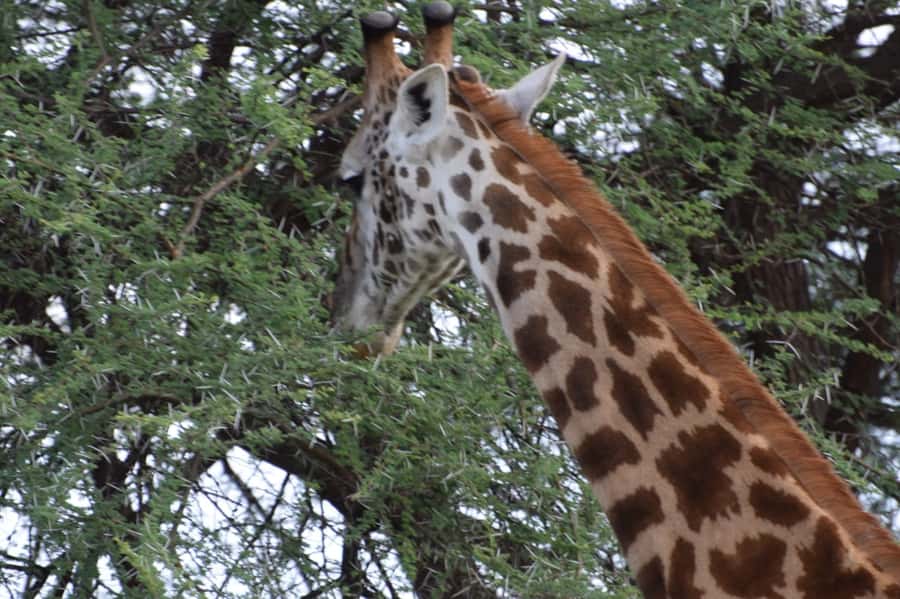 Overnight Private Safari To Masai Mara - Entering Maasai Mara on the first game drive