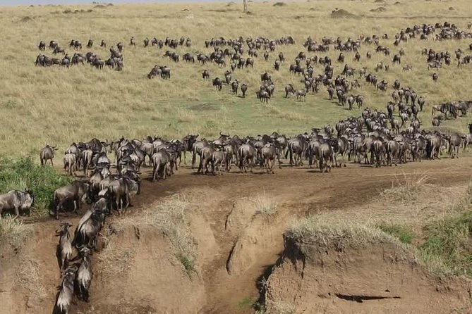 Overnight private Safari to Masai Mara National Reserve. - Key points to know before booking