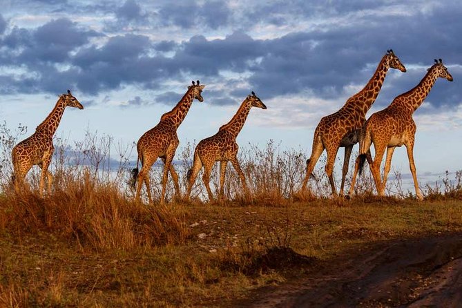 Overnight private Safari to Masai Mara National Reserve. - Why this two-day Masai Mara safari works