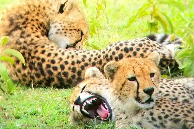 Overnight private Safari to Masai Mara National Reserve. - The overnight stay and what is included