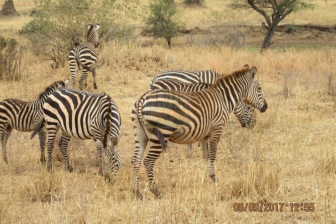 Overnight private Safari to Masai Mara National Reserve. - The guide can make or break a short safari