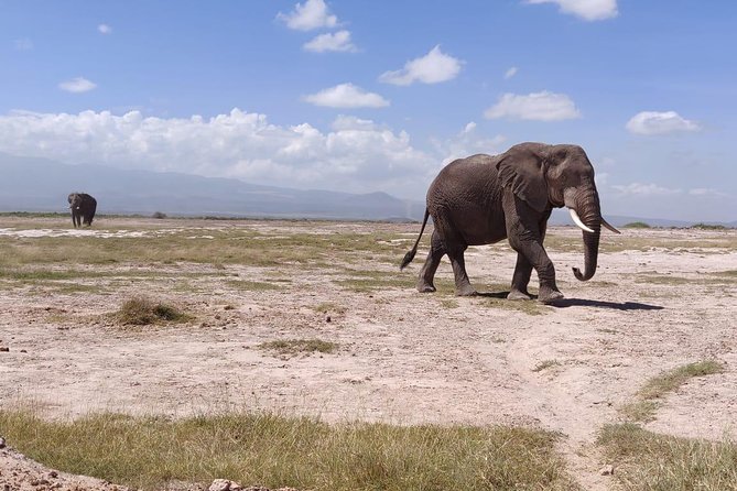 Overnight Safari to Amboseli National Park - AA Amboseli Lodge: a useful overnight stop