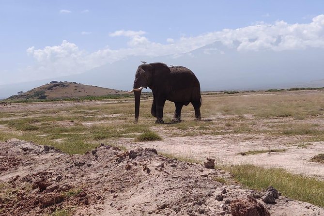 Overnight Safari to Amboseli National Park - Day two: the early mountain view and half-day drive