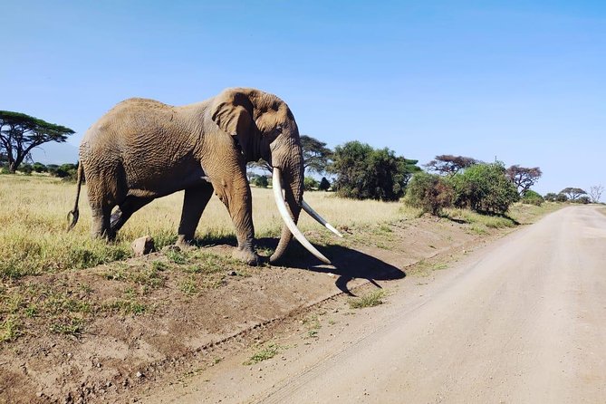 Overnight Safari to Amboseli National Park - Guides make or break a short safari