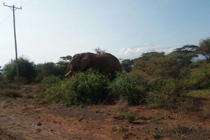 Overnight Safari to Amboseli National Park - The private van and what it means for photographs