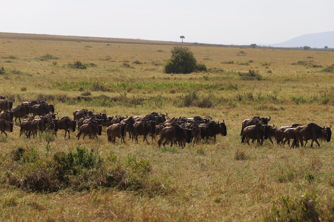 Overnight Safari To Maasai Mara - Sleeping at a safari camp inside the reserve