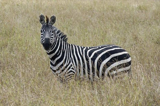 Overnight Safari To Maasai Mara - Who should book this Maasai Mara trip?