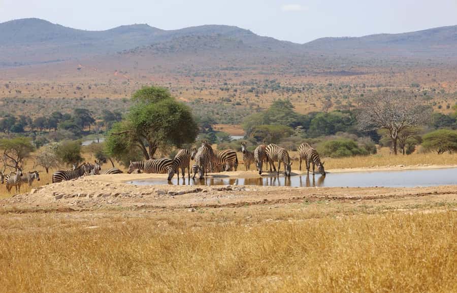 Overnight Safari to Saltlick through Tsavo East Park - Key points before you book