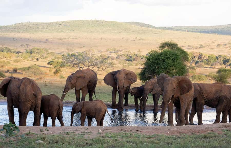 Overnight Safari to Saltlick through Tsavo East Park - Why this two-day route works from the coast