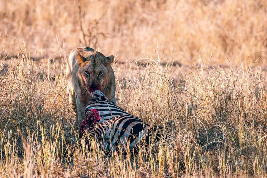 Overnight Safari to Saltlick through Tsavo East Park - Salt Lick Lodge turns the overnight stay into an attraction