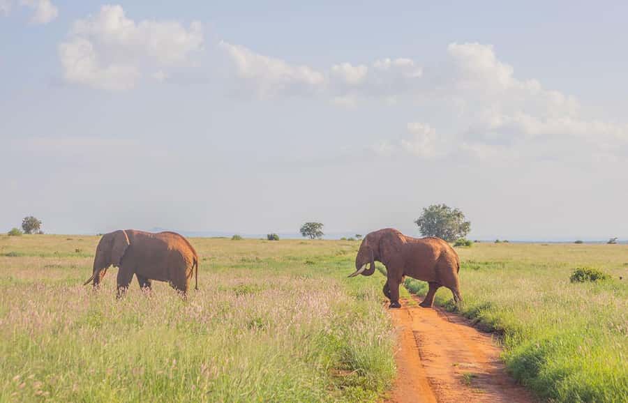 Overnight Safari to Saltlick through Tsavo East Park - The morning drive is the best part of day two