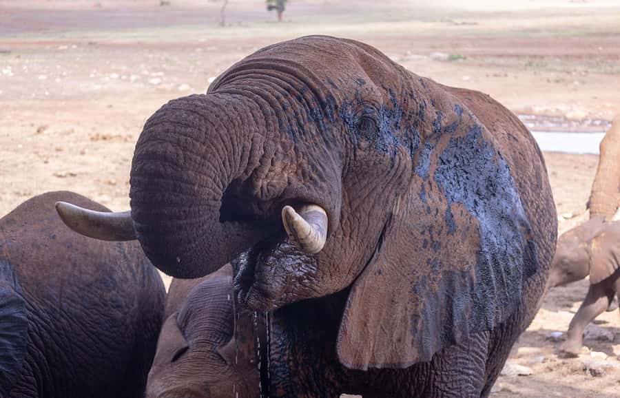 Overnight Safari to Saltlick through Tsavo East Park - Tsavo East begins at Bachuma Gate