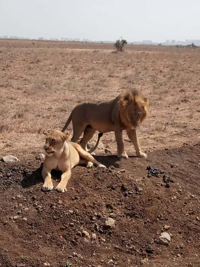 Overnight safari to Tsavo East from Mombasa / Diani Beach - Key points to know before booking