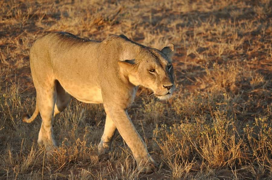 Overnight safari to Tsavo East from Mombasa / Diani Beach - Who will enjoy this two-day safari most