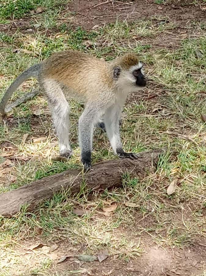 Overnight safari to Tsavo East from Mombasa / Diani Beach - Why Tsavo East works well from the Kenyan coast
