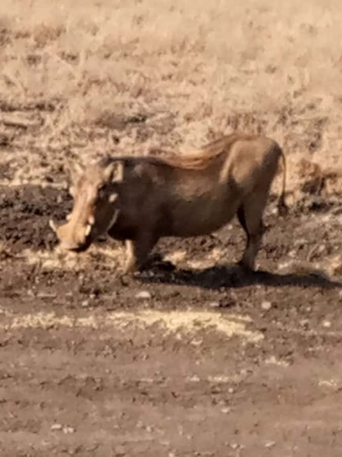 Overnight safari to Tsavo East from Mombasa / Diani Beach - Entering through Bachuma Gate at about 9:00 am
