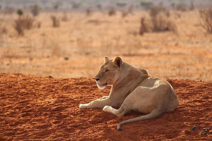 Overnight safari to Tsavo East from Mombasa / Diani Beach - Aruba Dam and the search for red elephants