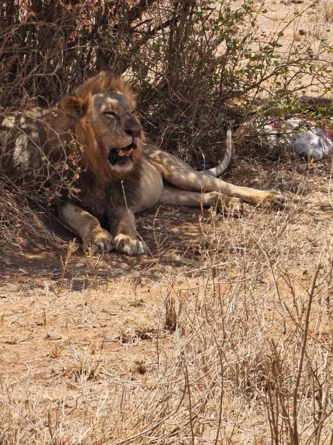 Overnight safari to Tsavo East from Mombasa / Diani Beach - Lunch and an afternoon rest at Voi Safari Lodge