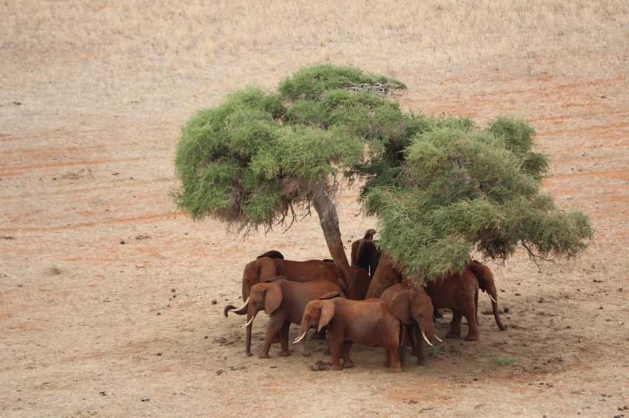 Overnight safari to Tsavo East from Mombasa / Diani Beach - The 4:00 pm drive and the return to the lodge
