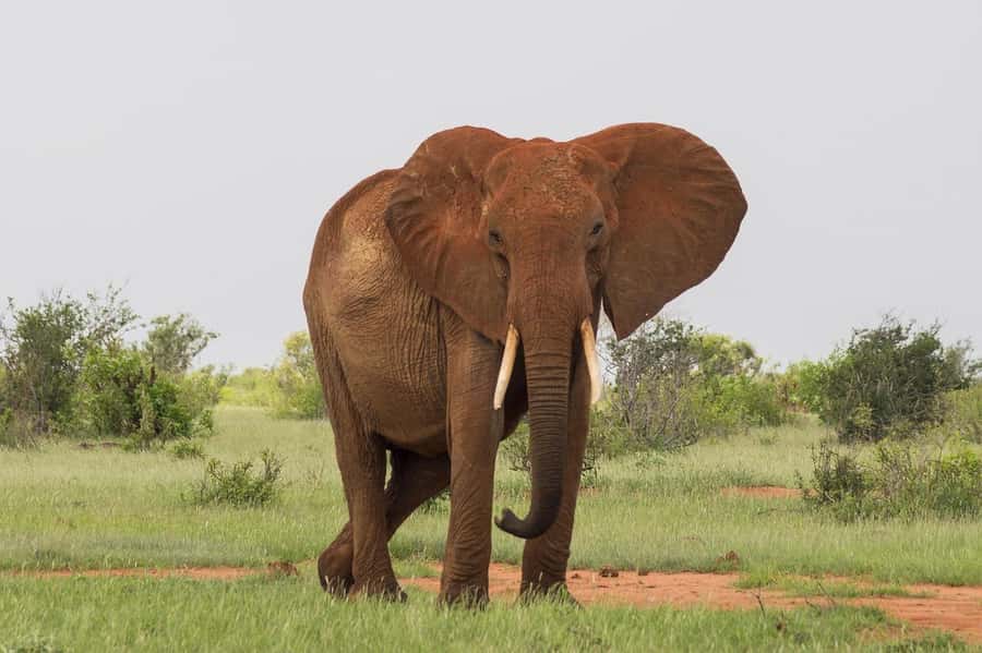 Overnight safari to Tsavo East from Mombasa / Diani Beach - The second morning, breakfast and an exit game drive