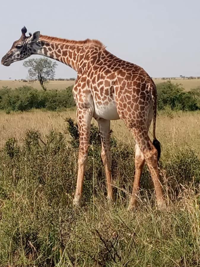 Overnight safari to Tsavo East from Mombasa / Diani Beach - The 5:00 am pickup from Mombasa or Diani