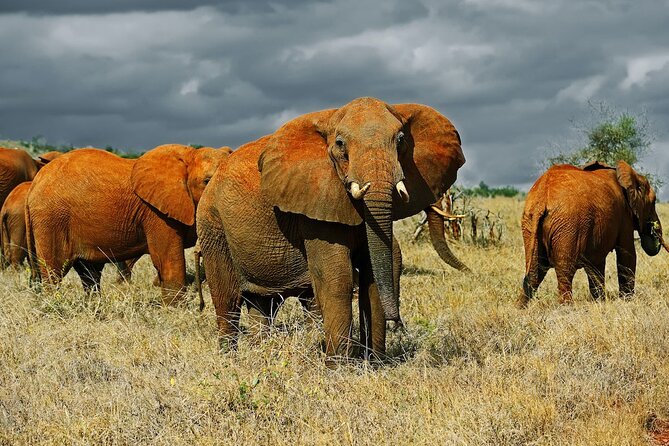 Overnight Safari to Tsavo East National Park from Mombasa/Diani - The 3:30 p.m. drive and the pipeline area