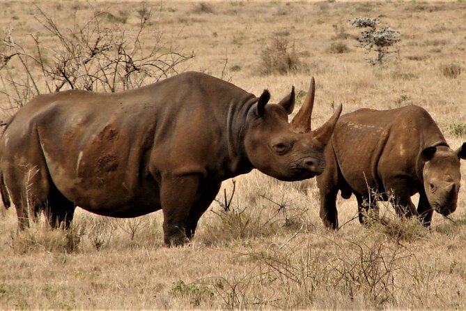 Overnight Safari to Tsavo East National Park from Mombasa/Diani - The sunrise drive on day two