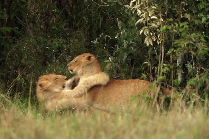 Overnight Safari to Tsavo East National Park from Mombasa/Diani - What the private format changes
