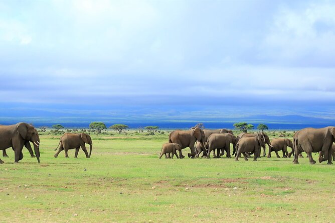 Overnight Tour in Amboseli National Park from Nairobi - The guides make the difference