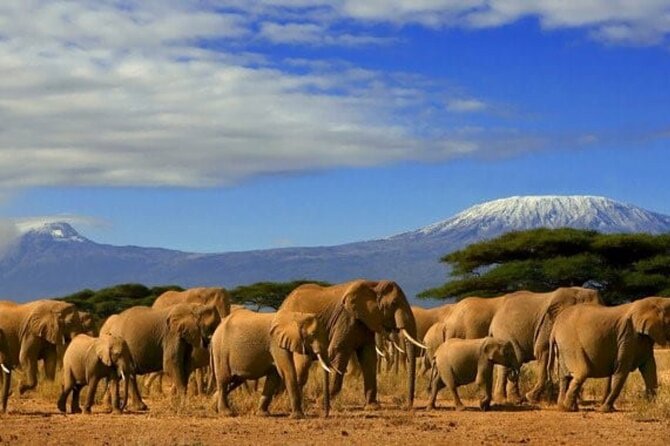 Overnight Tour in Amboseli National Park from Nairobi - Arrival, lunch, and the first afternoon game drive