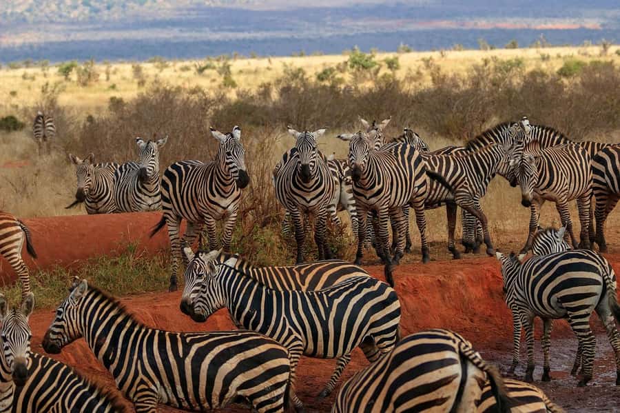 Overnight Tsavo East Safari From Mombasa/Diani (Private) - Why Tsavo East works well from the coast