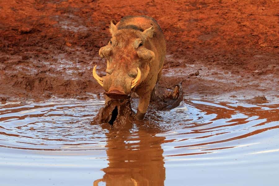 Overnight Tsavo East Safari From Mombasa/Diani (Private) - Bachuma Gate and the first Tsavo East game drive