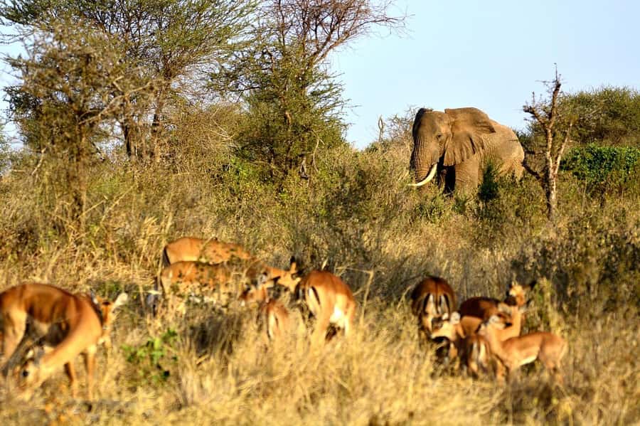 Overnight Tsavo East Safari From Mombasa/Diani (Private) - Lunch and the quiet middle of the day