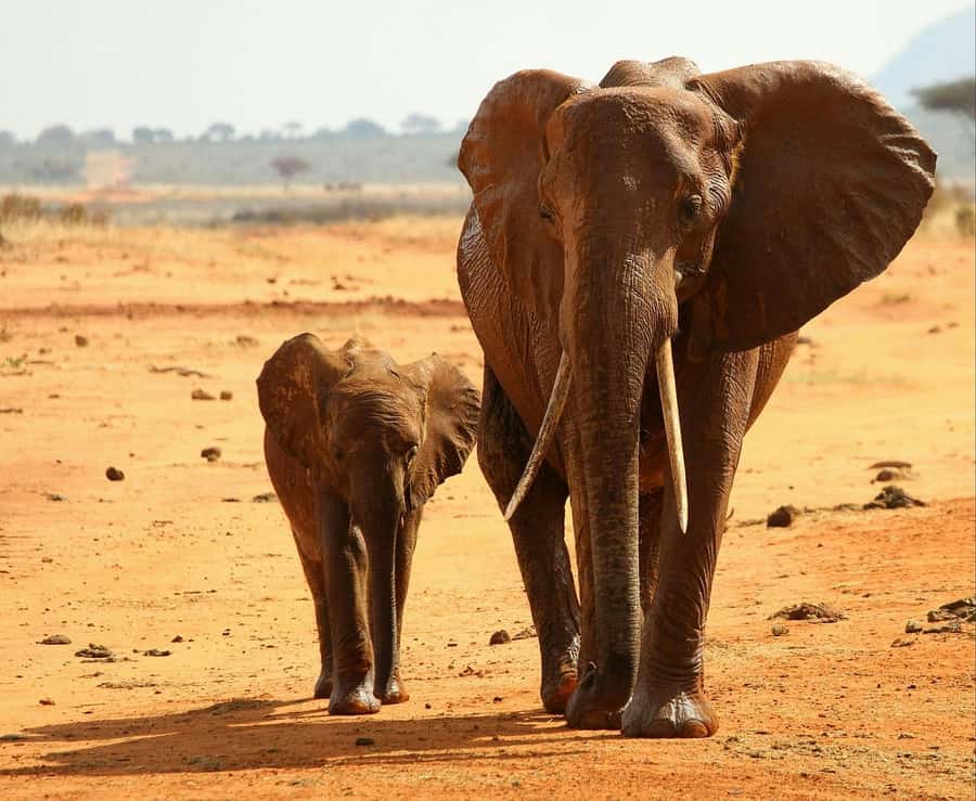 Overnight Tsavo East Safari From Mombasa/Diani (Private) - What the $507 price really includes
